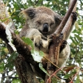 Koala 
