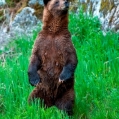 photo of grizzly bear standing up by Bill Bickle